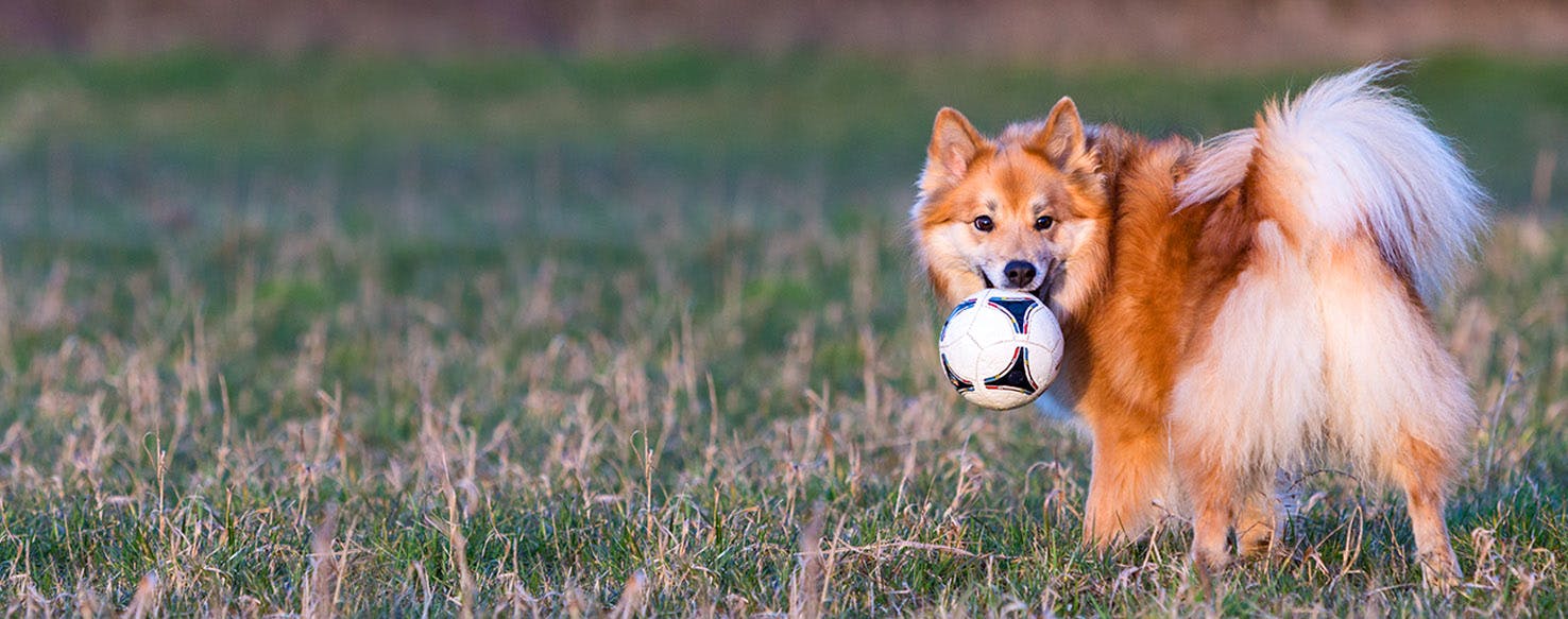 Icelandic Sheepdog Dog Names Popular Male and Female Names Wag!
